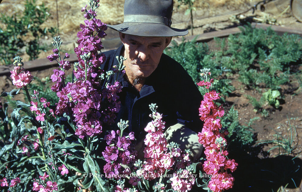 Man gardening in Mount Isa, c.1953