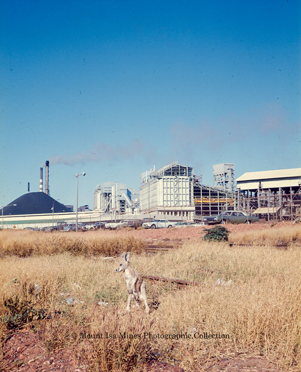 Kangaroo near Gardenia Gate, Mount Isa Mines