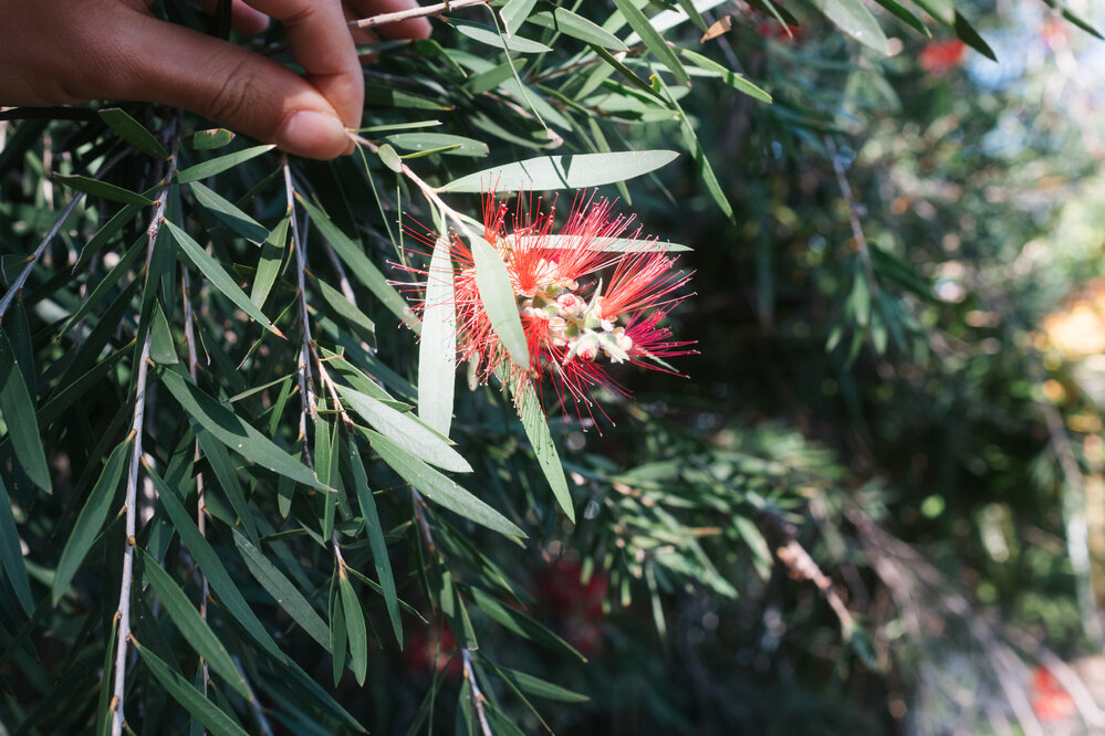 Bush tucker tour, Outback at Isa, August 2024