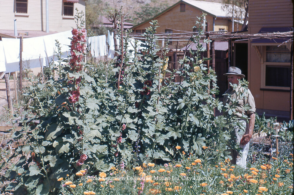 Flower garden at a backyard, August 1951