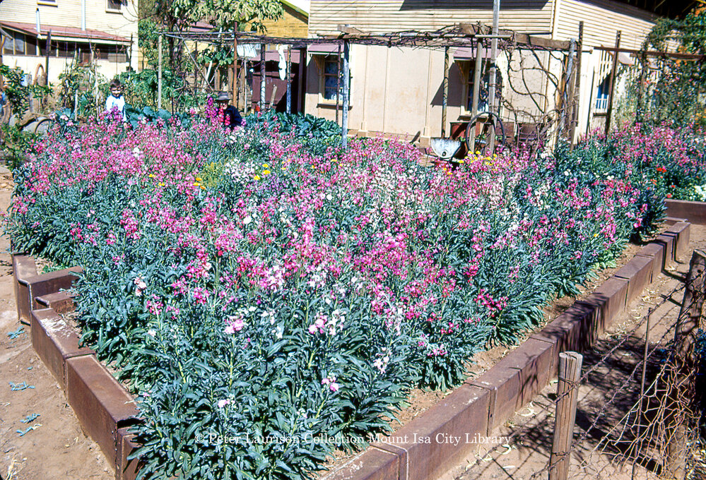 Home garden, August 1953