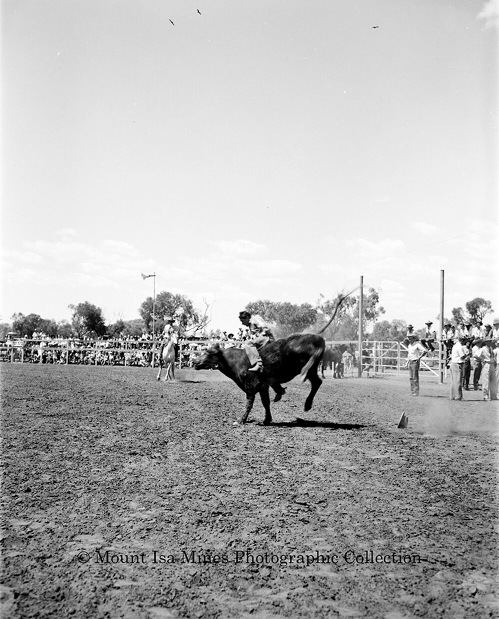 Mount Isa Rotary Rodeo Rough Riding, Spear Creek, September 1959