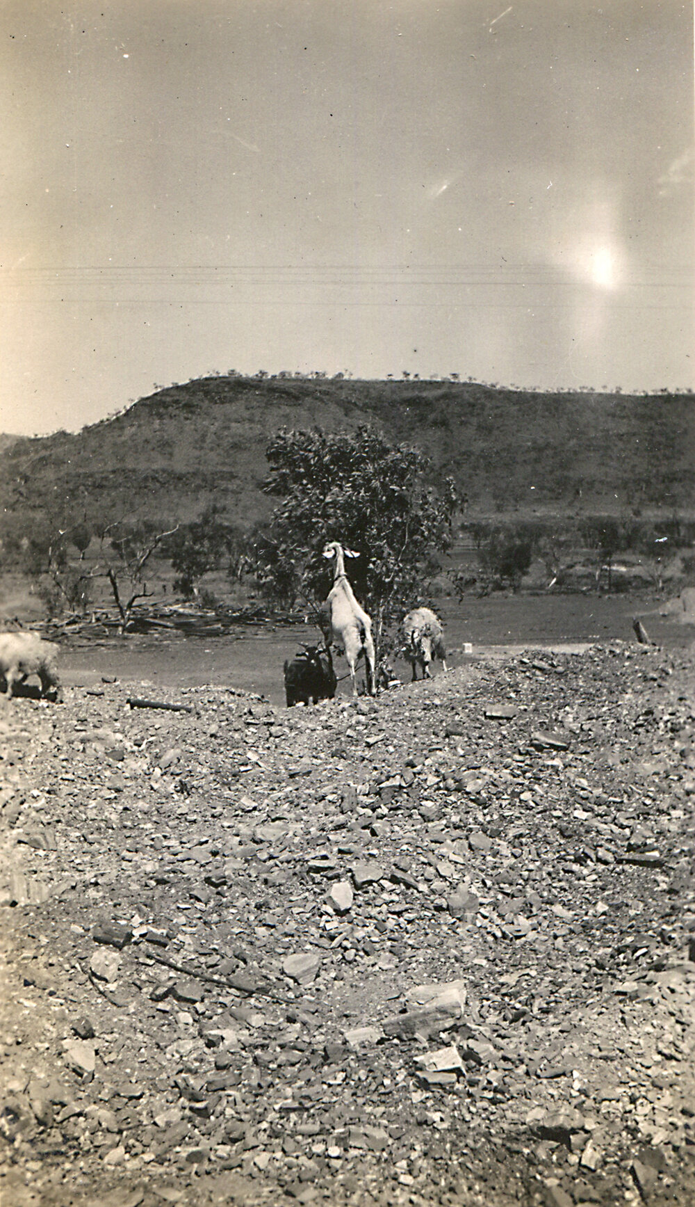 Goats in Mount Isa, c.1932