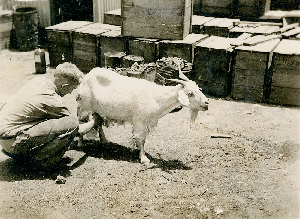 Man milking goat