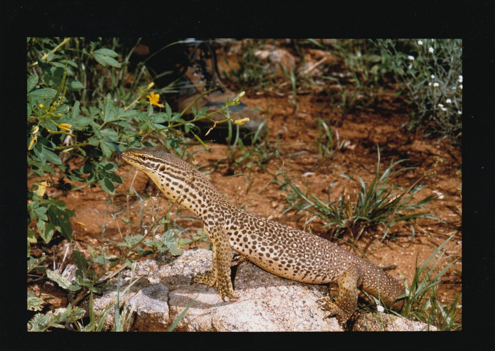 Sand Goanna perched on rocks