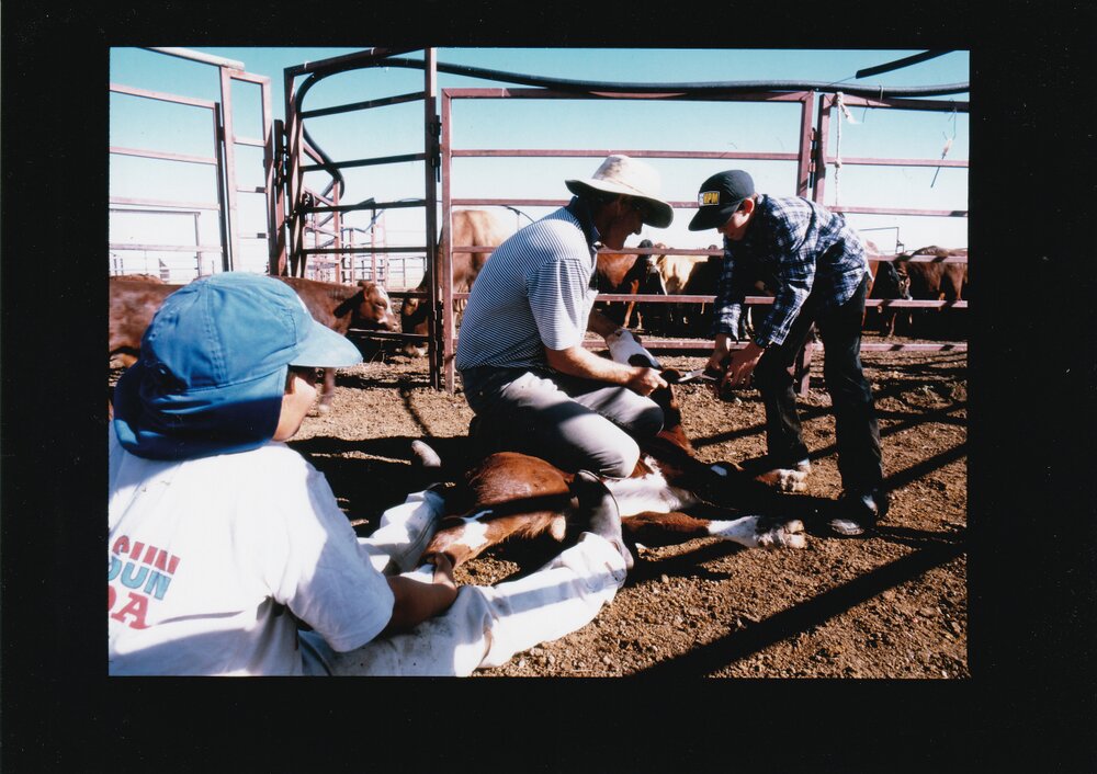 Young cattle worker tags ear of calf