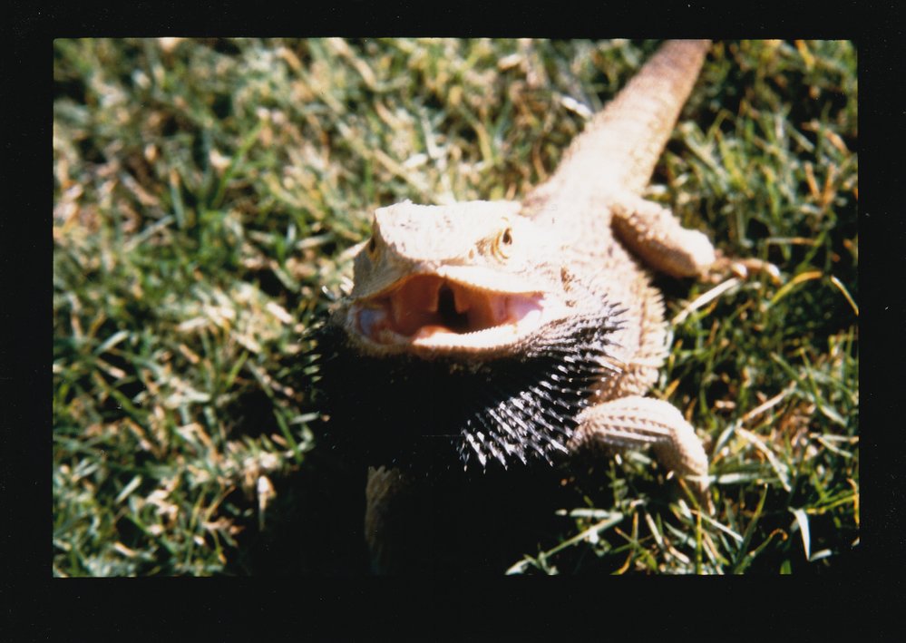 Bearded Dragon