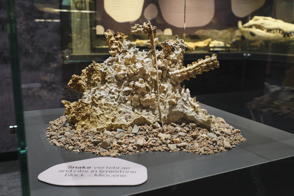 Riversleigh Fossil Discovery Centre, Outback at Isa, January 2023