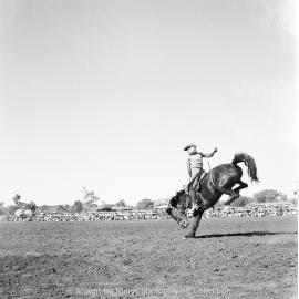 Mount Isa Rotary Rodeo, Spear Creek, September 1959