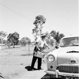 Mount Isa Rotary Rodeo, Spear Creek, September 1959