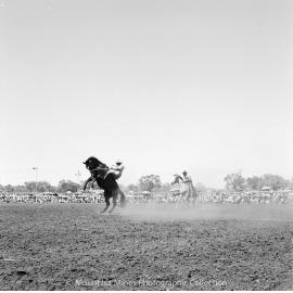 Mount Isa Rotary Rodeo, Spear Creek, September 1959