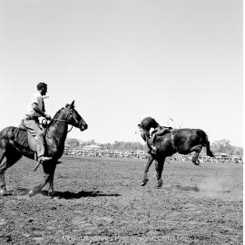 Mount Isa Rotary Rodeo, Spear Creek, September 1959