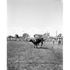 Mount Isa Rotary Rodeo Rough Riding, Spear Creek, September 1959