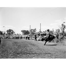Mount Isa Rotary Rodeo Rough Riding, Spear Creek, September 1959