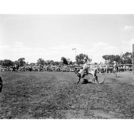 Mount Isa Rotary Rodeo Rough Riding, Spear Creek, September 1959