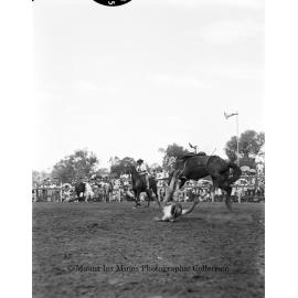 Mount Isa Rotary Rodeo Rough Riding, Spear Creek, September 1959