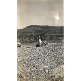 Goats in Mount Isa, c.1932