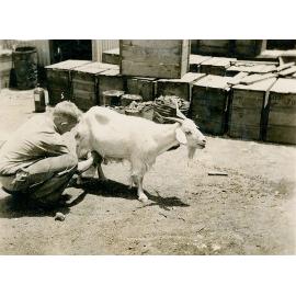 Man milking goat
