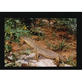 Sand Goanna perched on rocks