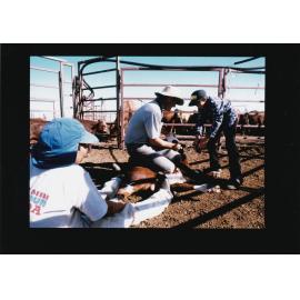 Young cattle worker tags ear of calf