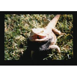Bearded Dragon
