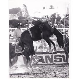 Cowboy riding bucking horse