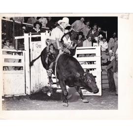 Bull riding cowboy