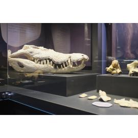 Riversleigh Fossil Discovery Centre, Outback at Isa, January 2023