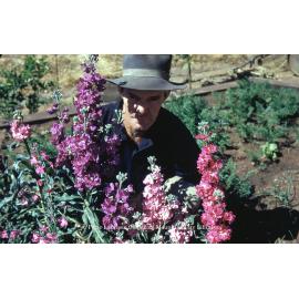 Man gardening in Mount Isa, c.1953