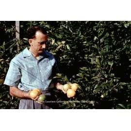 Home grown fruits in Mount Isa, c.1956