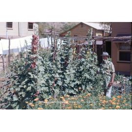 Flower garden at a backyard, August 1951